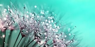 Jak interpretować Roś?